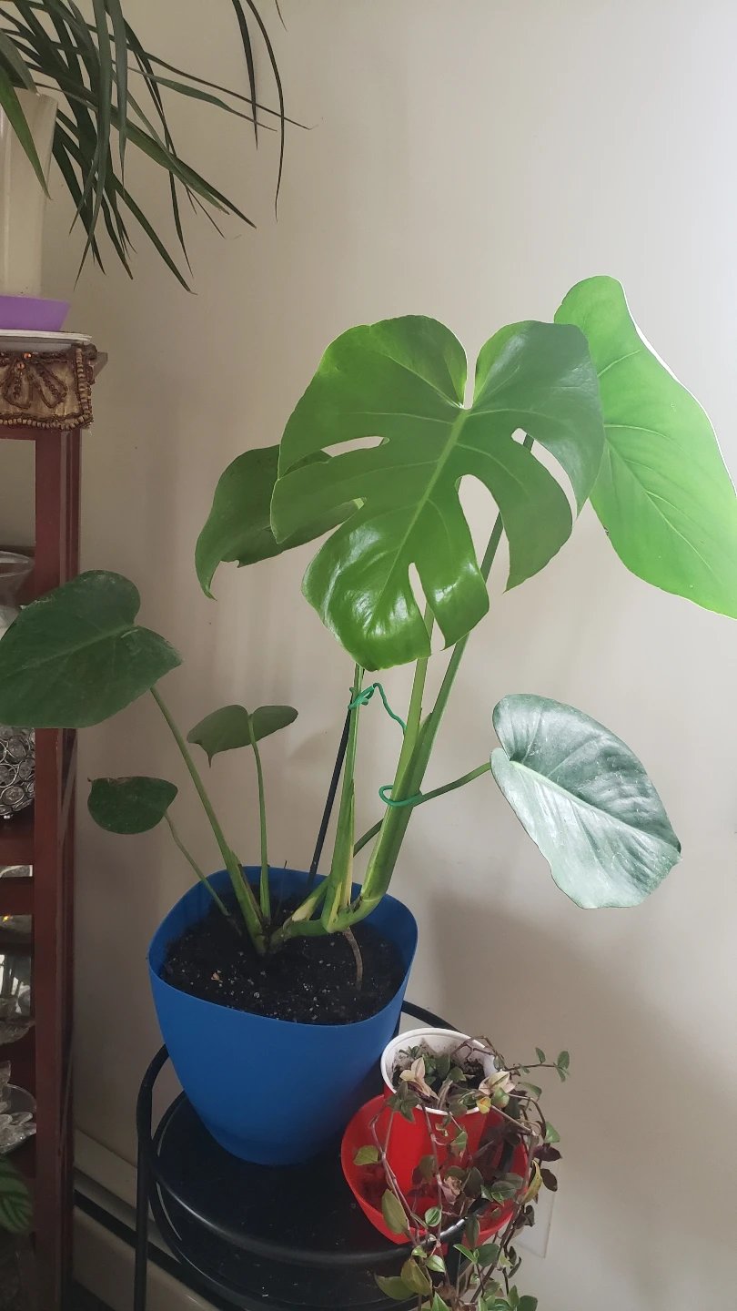 Houseplant Bundle: Rubber Plant, Coleus, Monstera, and More! - photo 3