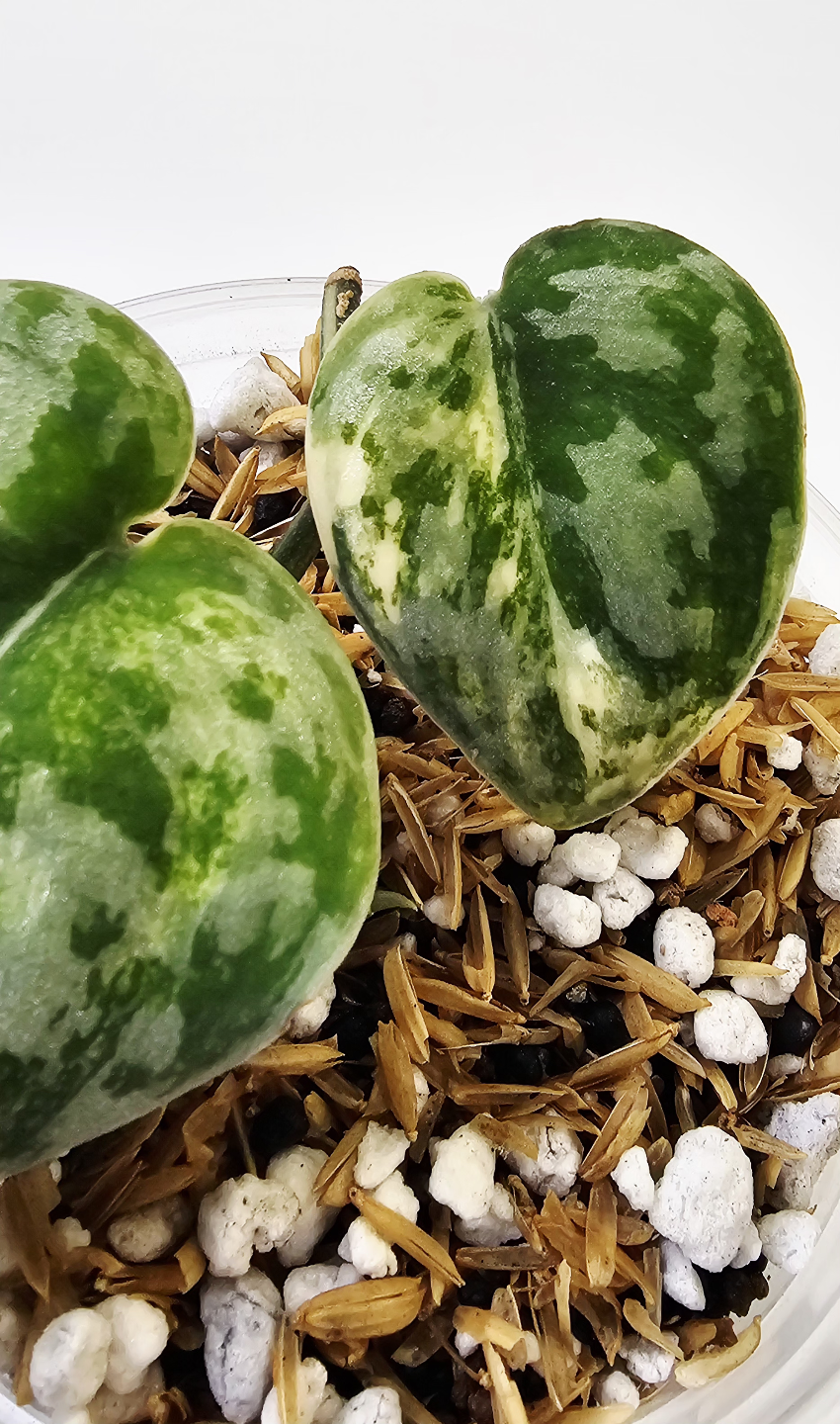 Scindapsus pictus Exotica 🌿Bakudapati🌿 - photo 2