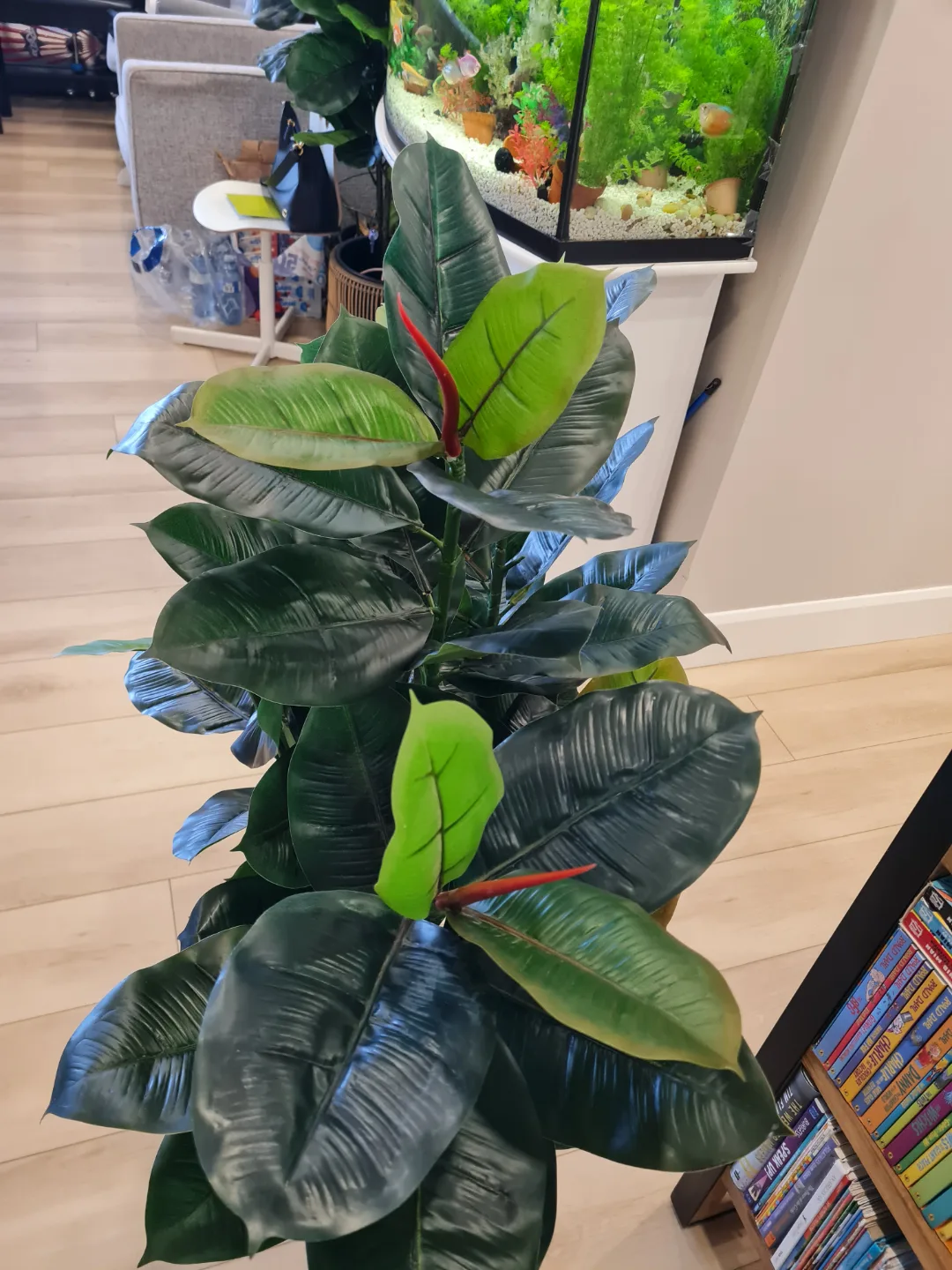 Two Artificial Rubber Plants image indicator(6)