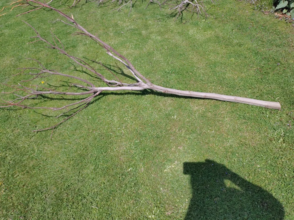 Large natural branch for crafting thumbnail