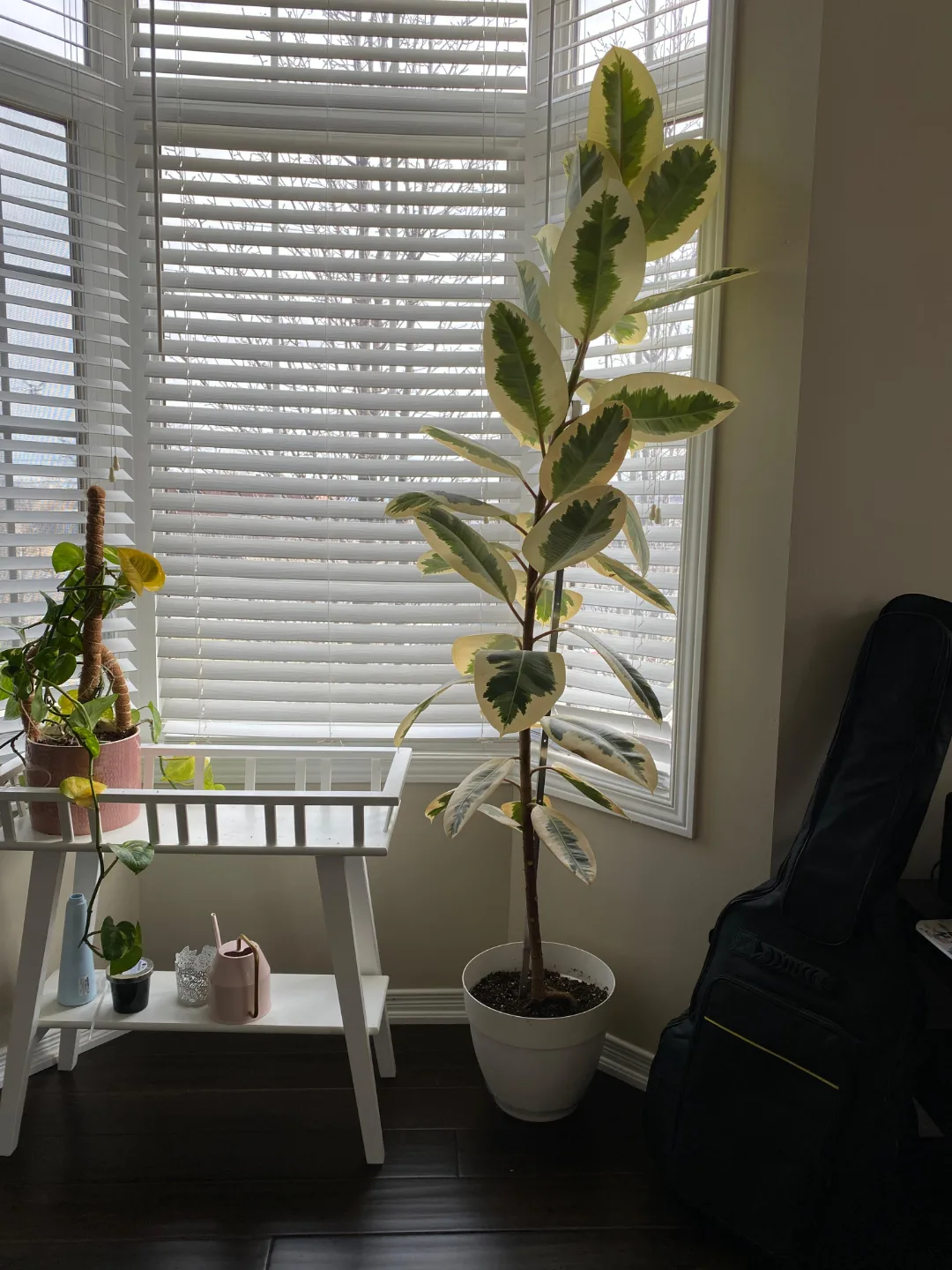 Rubber tree image indicator(2)