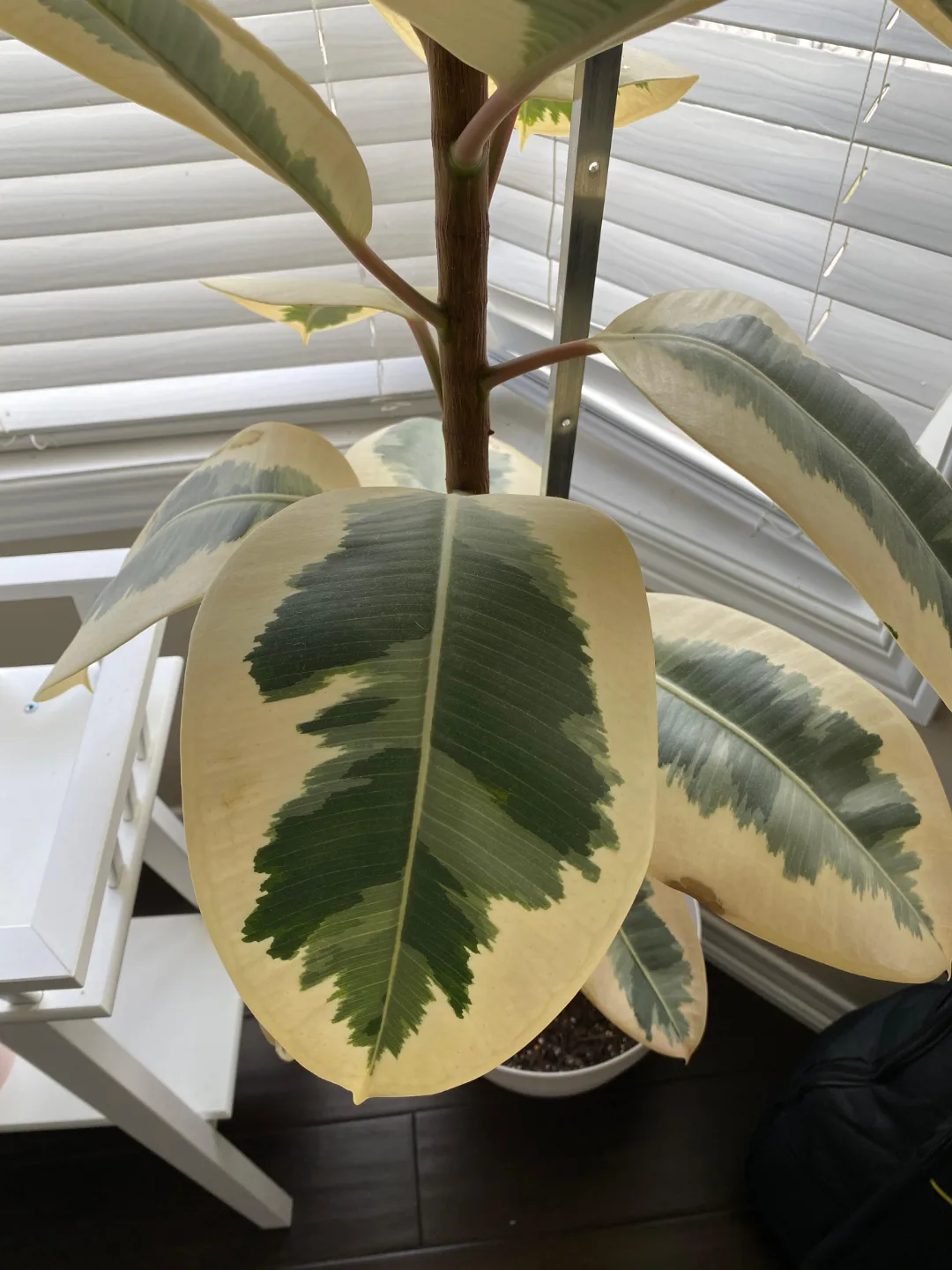 Rubber tree image indicator(3)