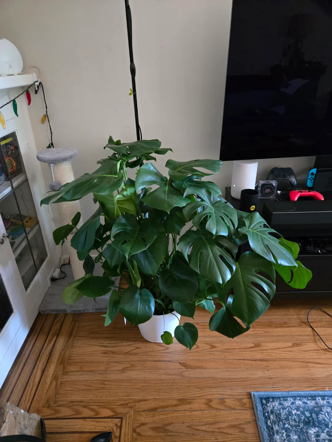 Large Monstera deliciosa plant image indicator(4)
