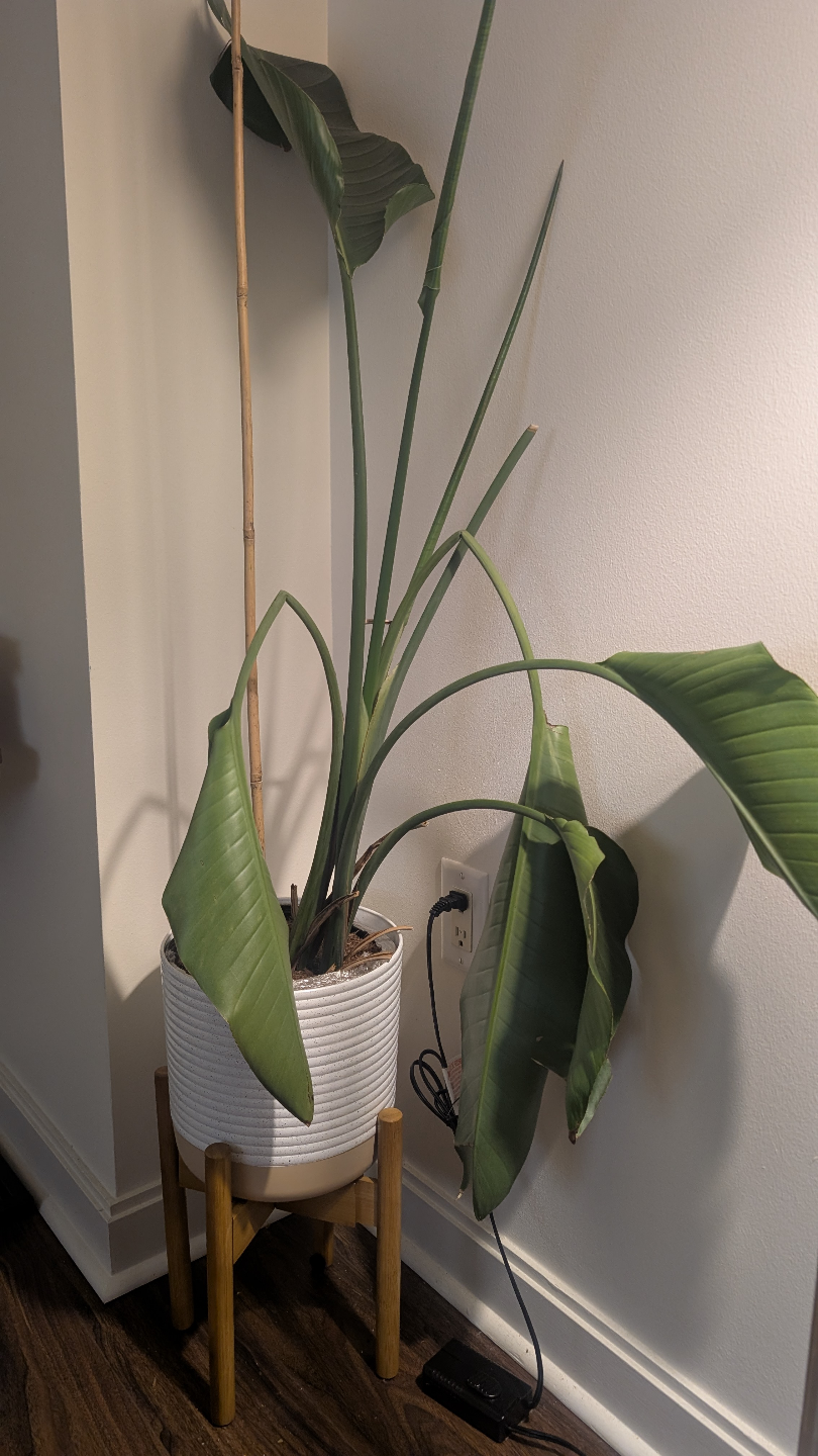 Bird of Paradise Plant with pot