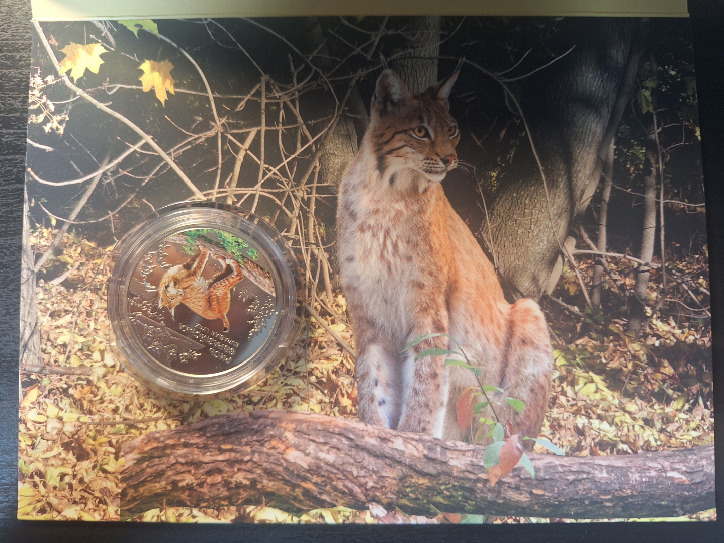 2016 Ukrainian 5 Hryvnia Eurasian Lynx Silver Coin in Folder - photo 4