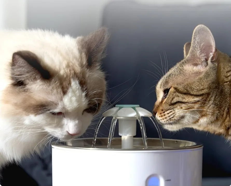 BNIB Pet Water Fountain with Stainless Steel Lid image indicator(6)