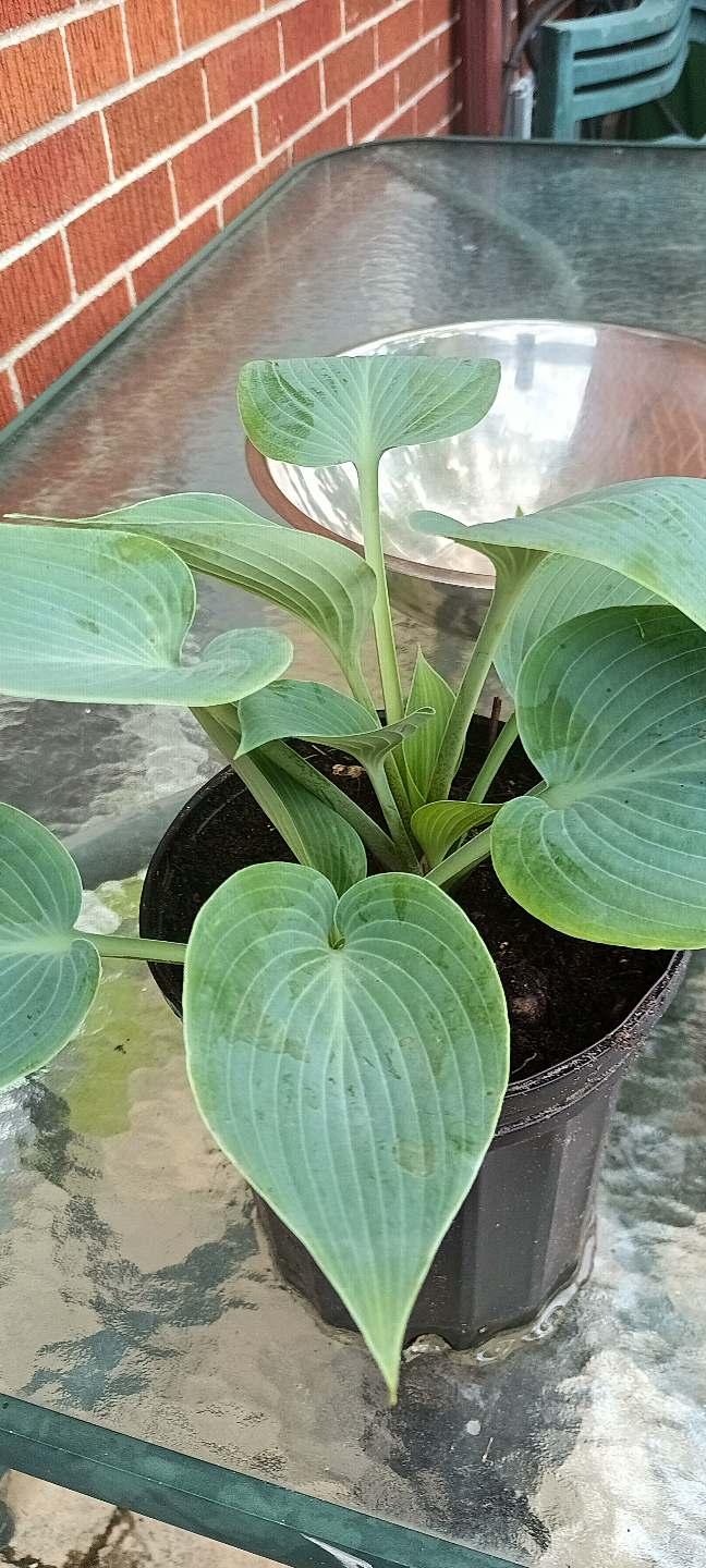 Hostas for Sale – Beautiful and Easy-Care Plants!