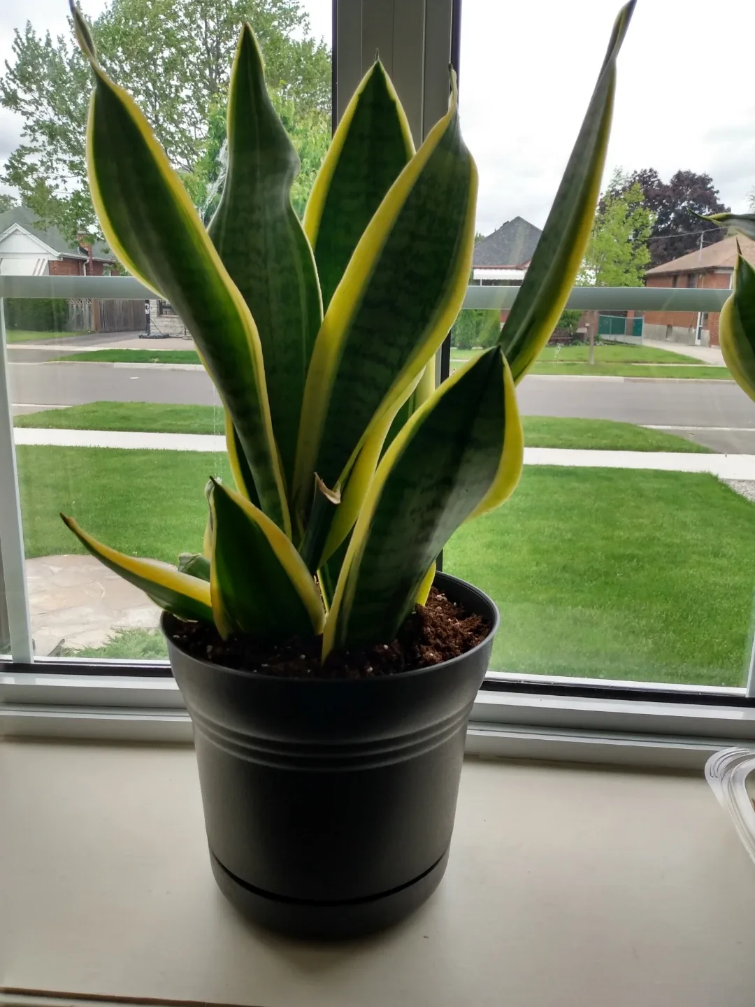 Large Healthy Snake Plant in Black Pot (live) House Plant thumbnail