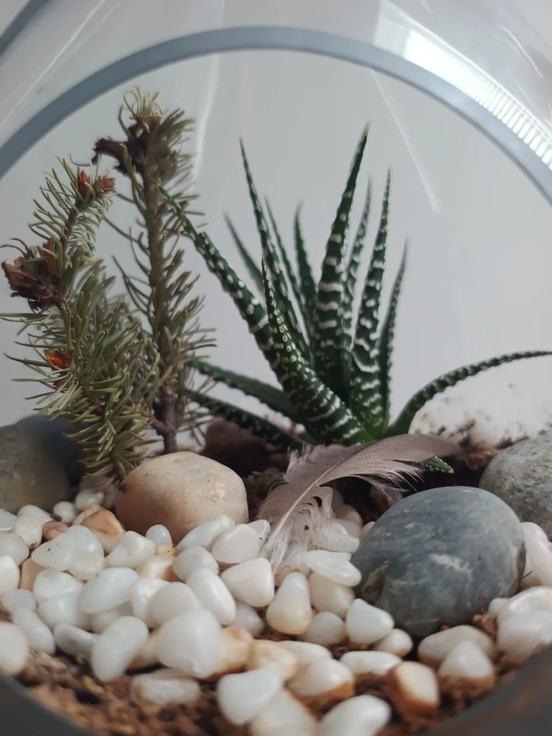 Glass Terrarium with Succulents image indicator(2)