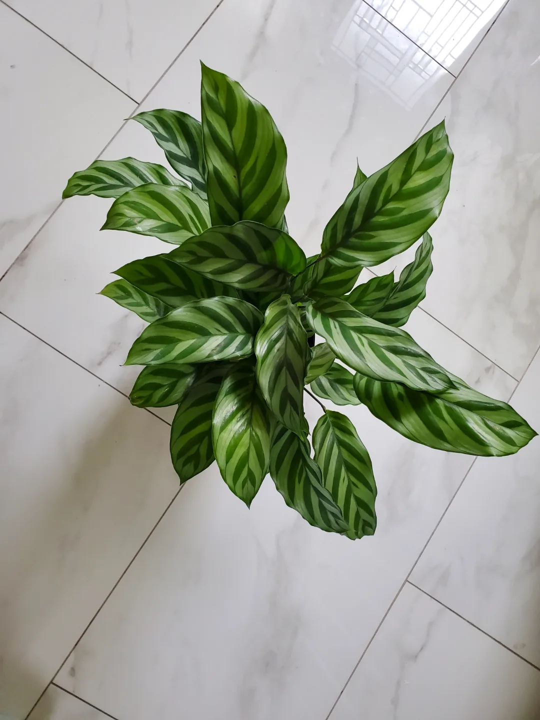 Calathea Plant thumbnail