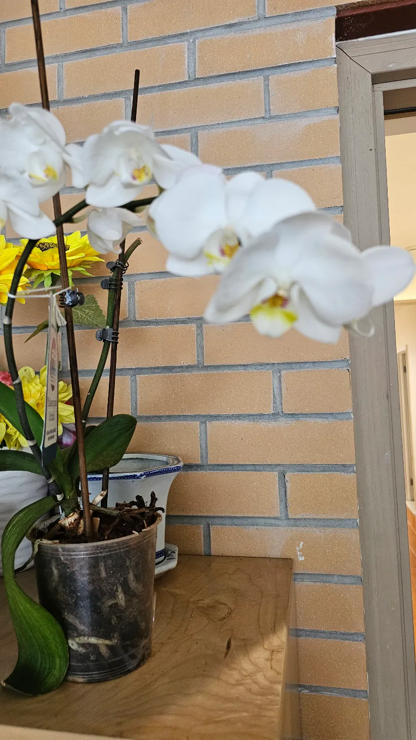 White Phalaenopsis Orchid Plant 🥕 image indicator(3)