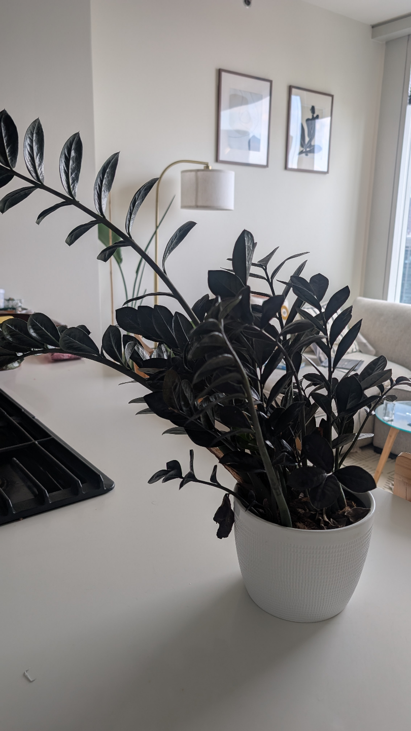 ZZ Plant in White Pot