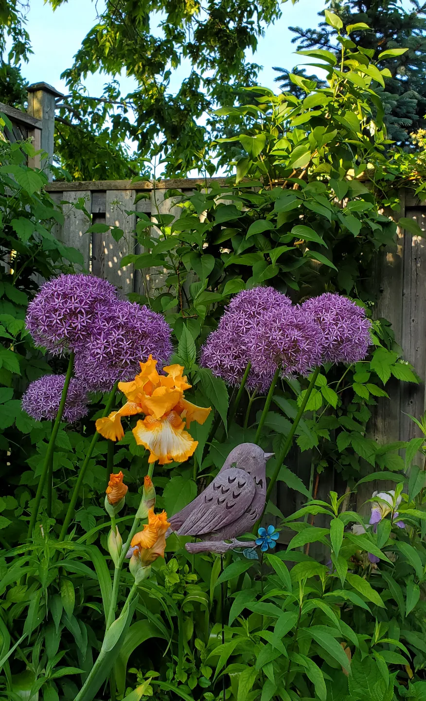 Allium giganteum thumbnail
