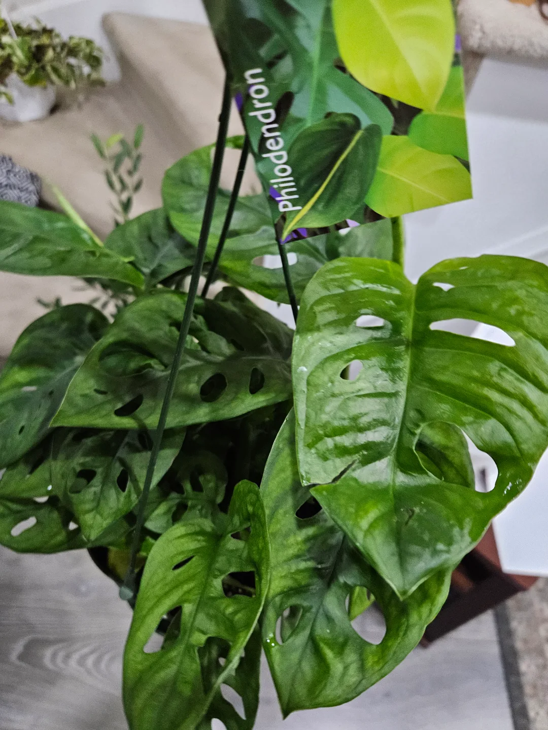 Monstera Adansonii Hanging Plant🏑 image indicator(2)