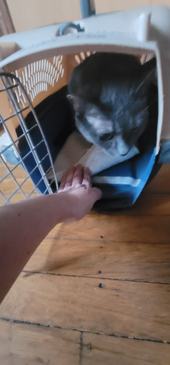 Pet Taxi Pet Carrier - photo 4