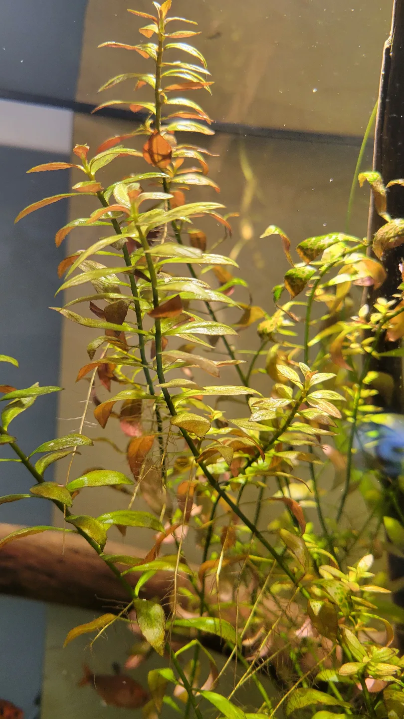 Aquarium Plants Bundle  small zip bag image indicator(2)