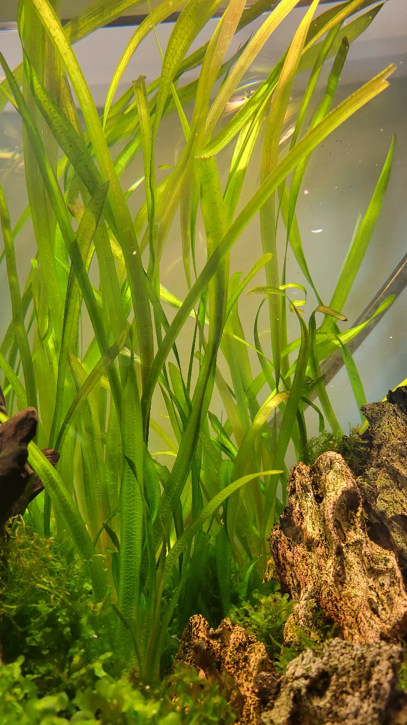 Aquarium Plants Bundle  small zip bag image indicator(3)