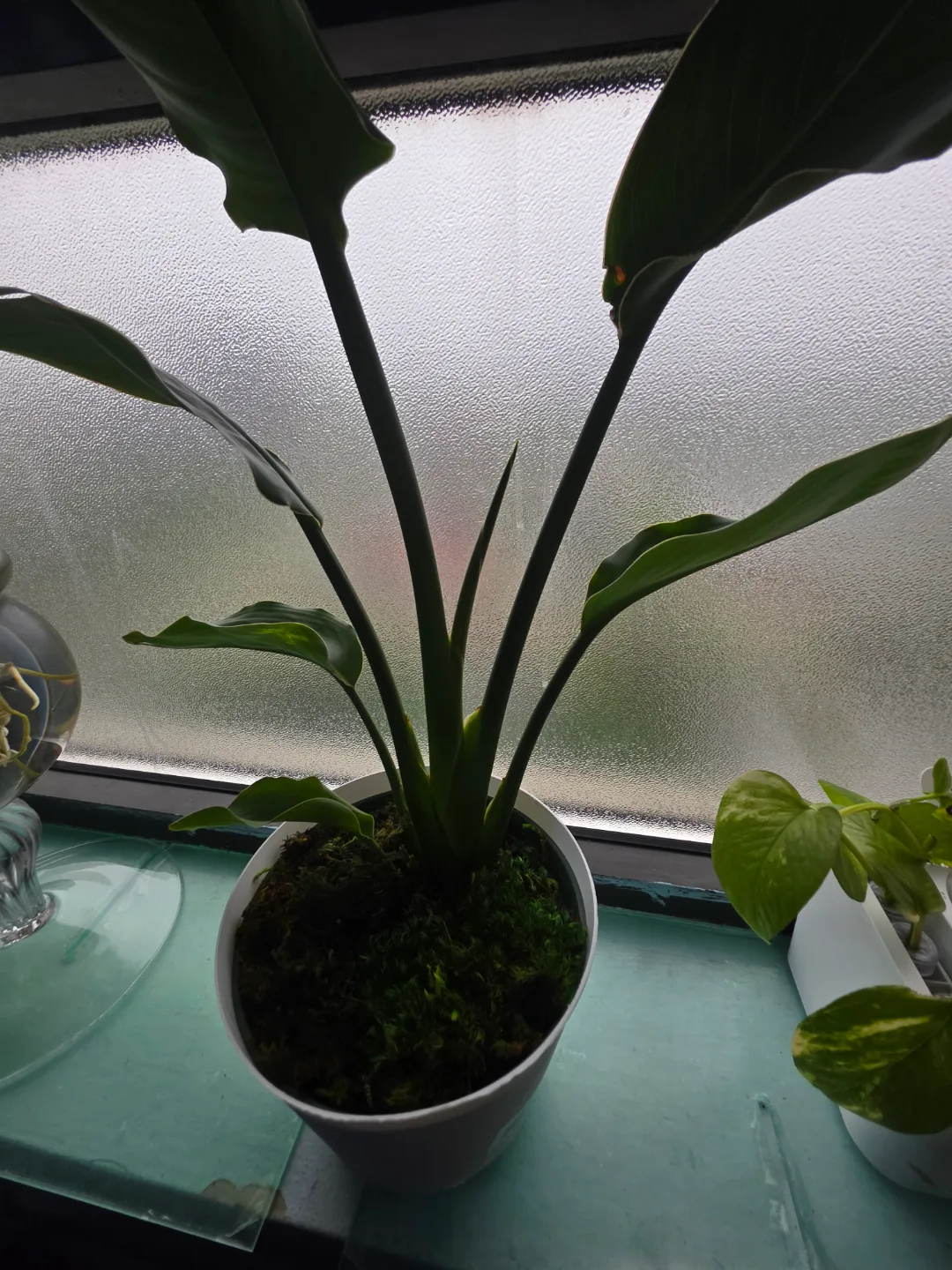 Bird of Paradise Plant in Pot image indicator(2)