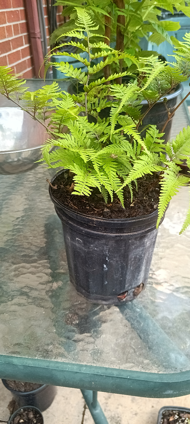 fern Plants