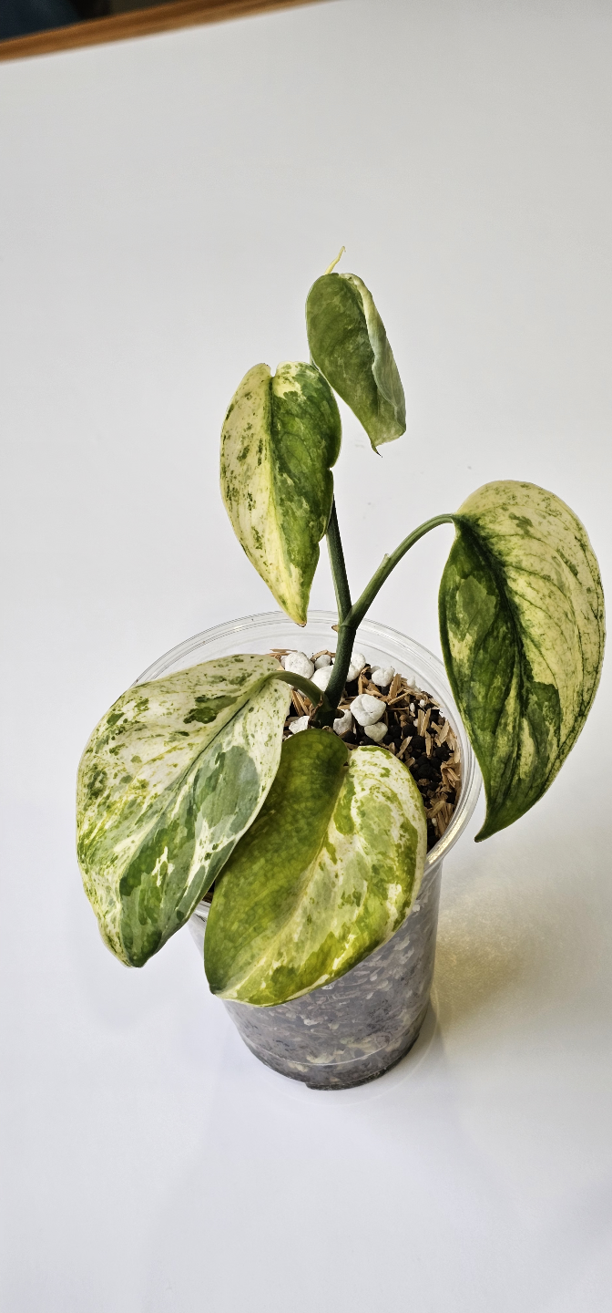 Scindapsus Silver Splash 🌿Sangkuriang🌿