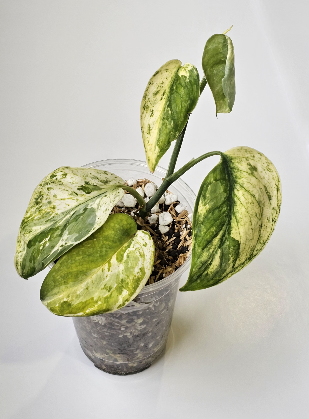 Scindapsus Silver Splash 🌿Sangkuriang🌿 - photo 2