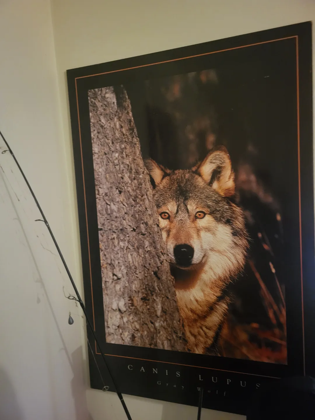 Set of 7 Wolf Prints image indicator(2)