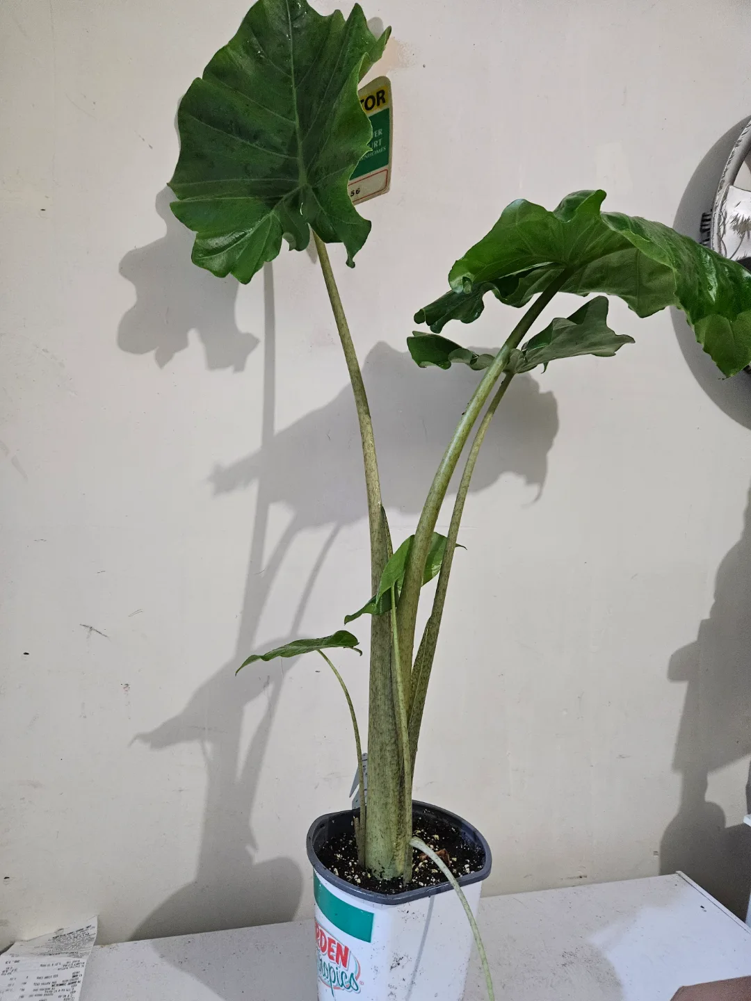 Alocasia Frydek🏑 image indicator(2)