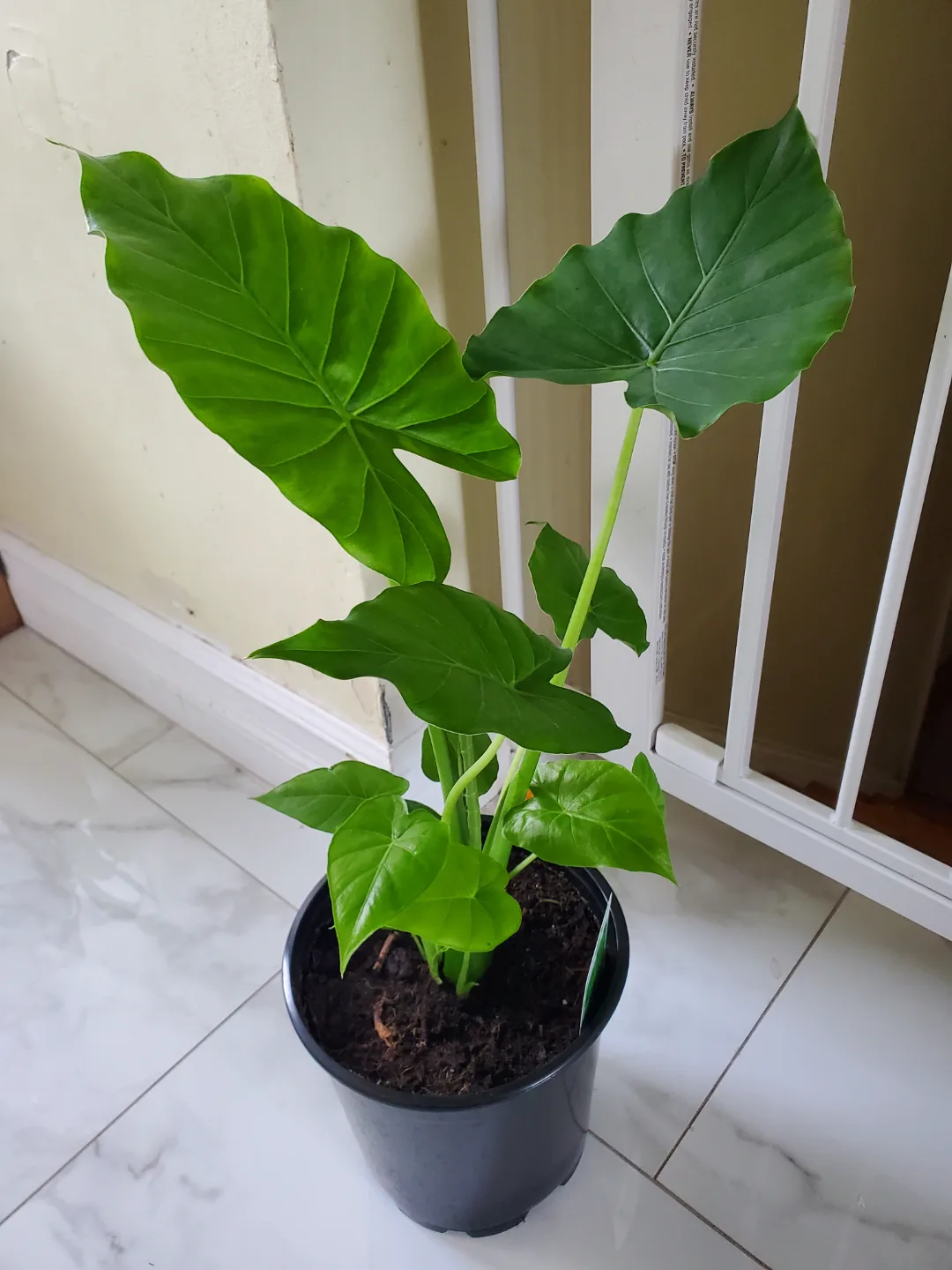 Alocasia elephant ear thumbnail