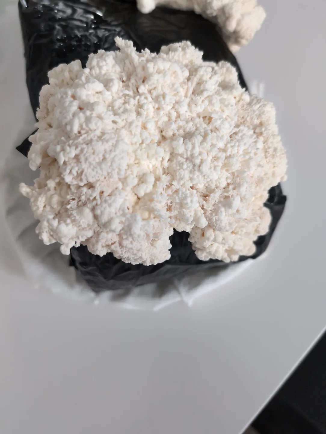 Lion's Mane Mushroom - Fresh image indicator(2)