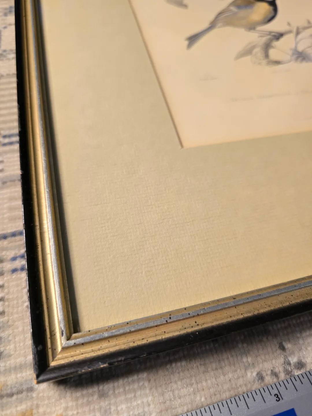 Framed Bird Print by George Graves image indicator(2)