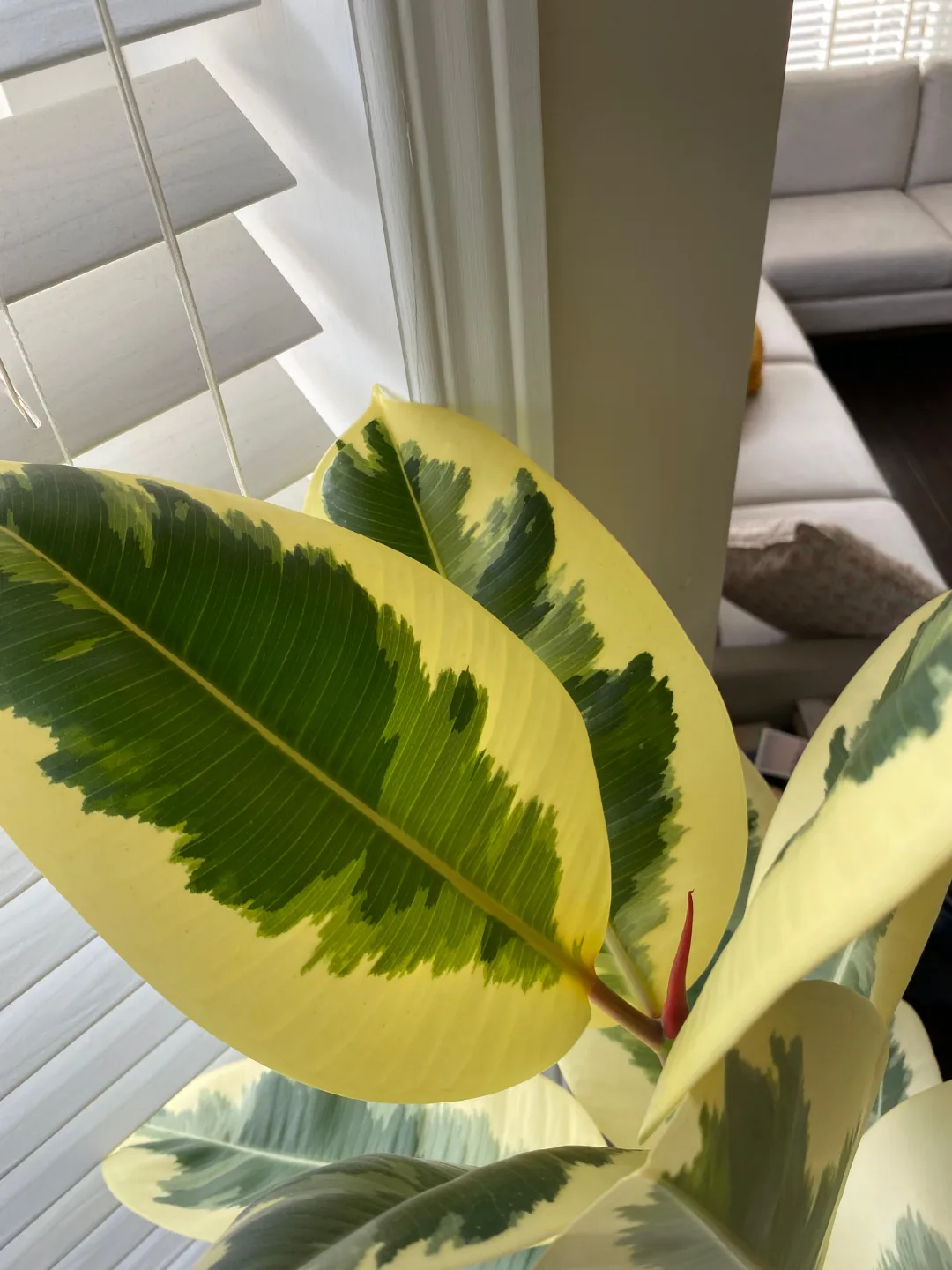 Rubber tree image indicator(4)