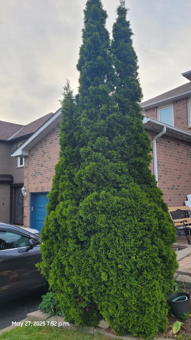2 beautiful 12 foot Cedar Trees-150 each. image indicator(2)