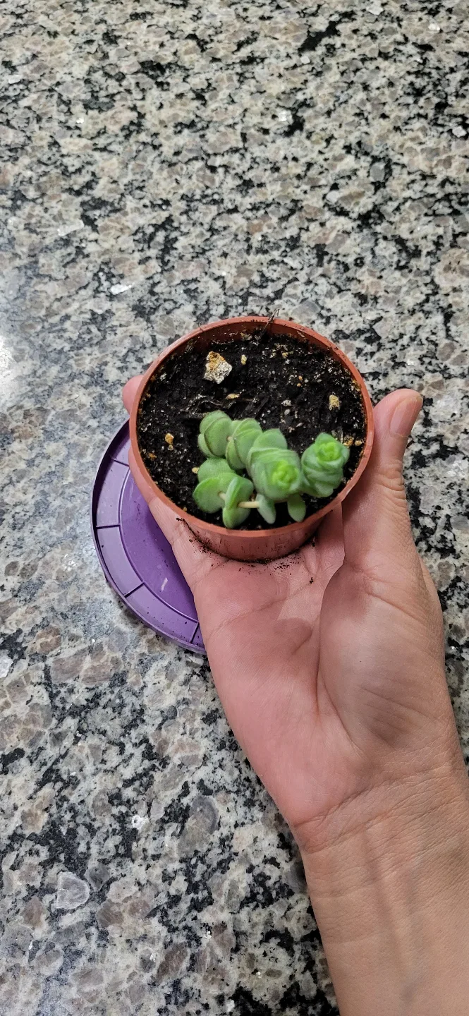 Crassula perforata thumbnail