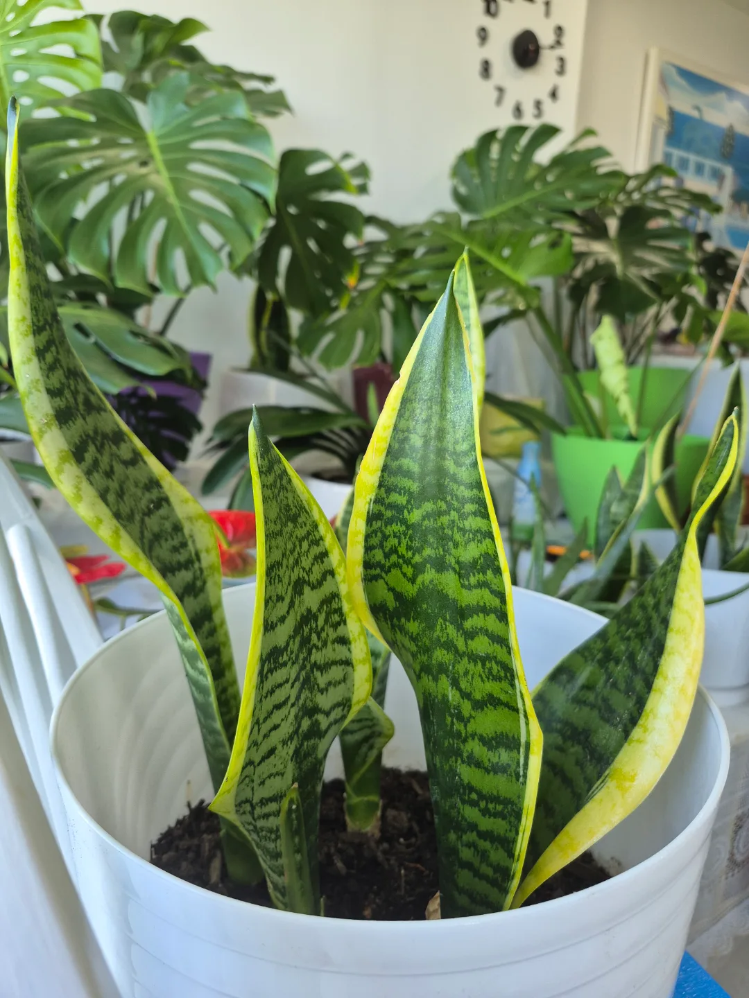 🍀🔥This weekend only Hot Deal🔥🍀Large Snake Plant in White Pot image indicator(3)