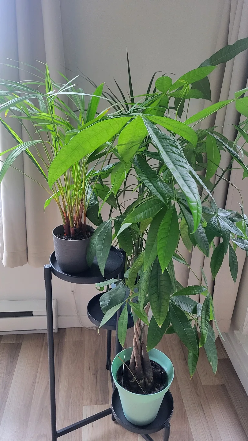 Plant set including rack and three plants thumbnail