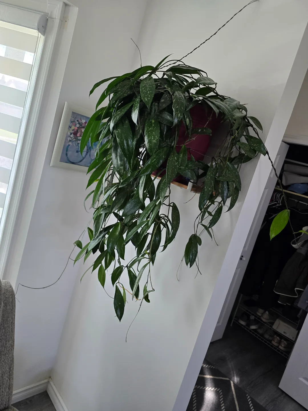 Various House Plants thumbnail