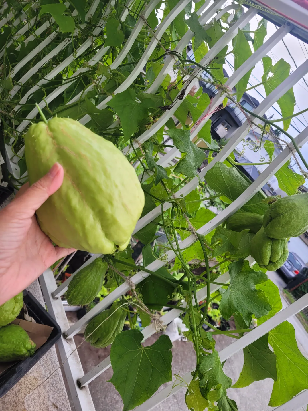 Amazing organic vegetable:Chayote Plant starts image indicator(4)