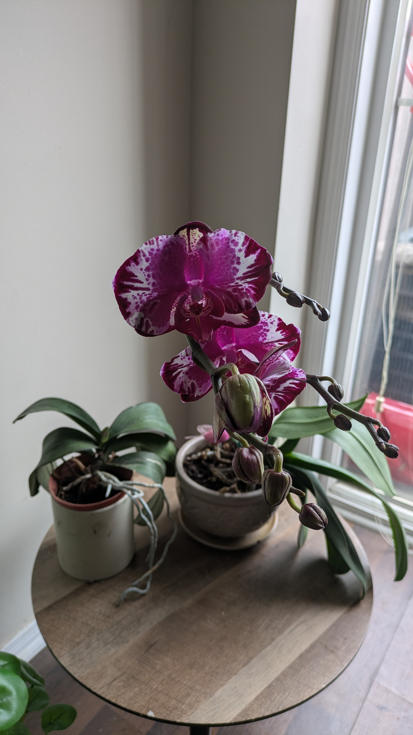 Phalaenopsis Orchid - Purple and White Blooms