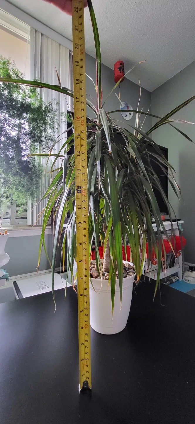 Dracaena Marginata Plant