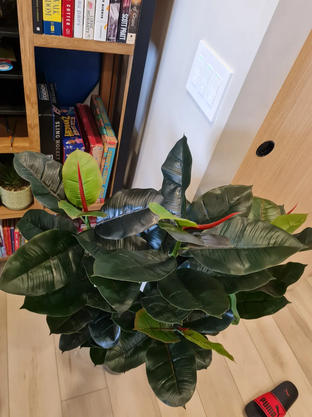 Two Artificial Rubber Plants image indicator(4)