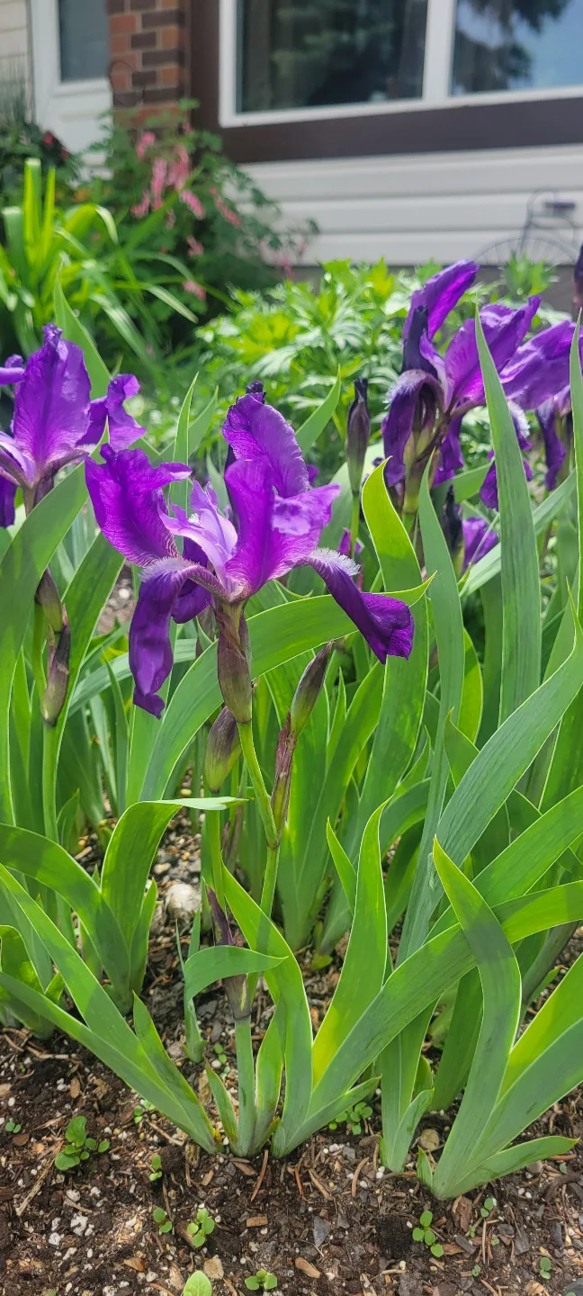 Purple Feathered Iris thumbnail