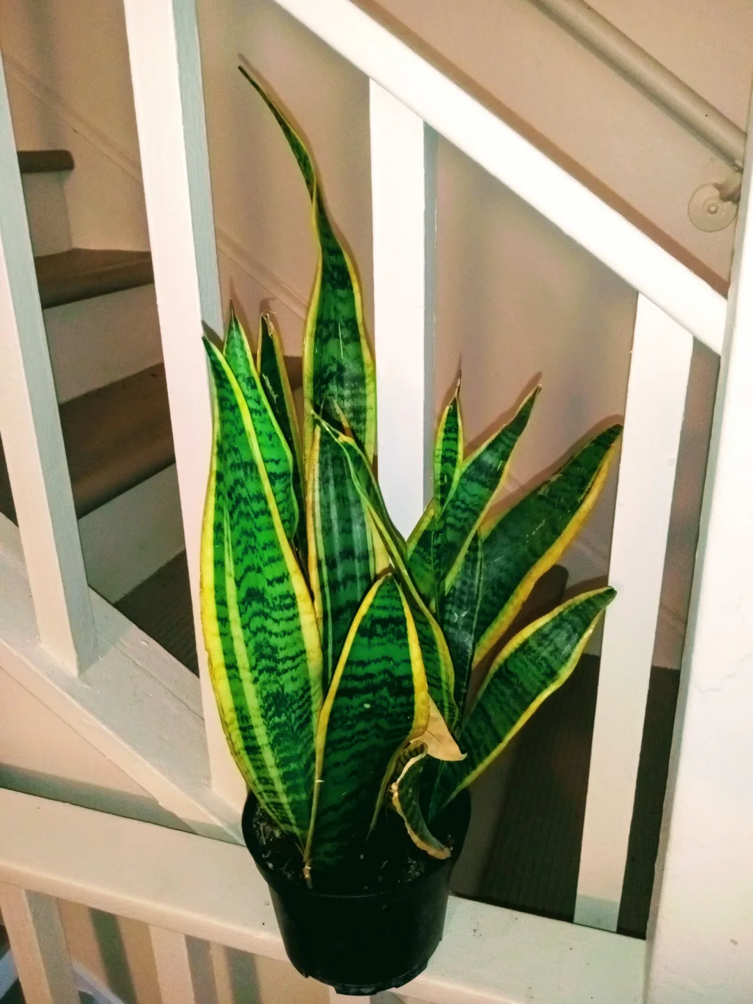 Sansevieria Snake Plant etc.. each different price image indicator(2)