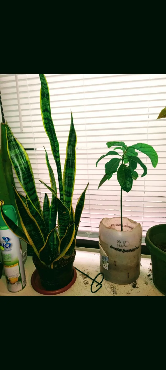 Sansevieria Snake Plant etc.. each different price image indicator(7)