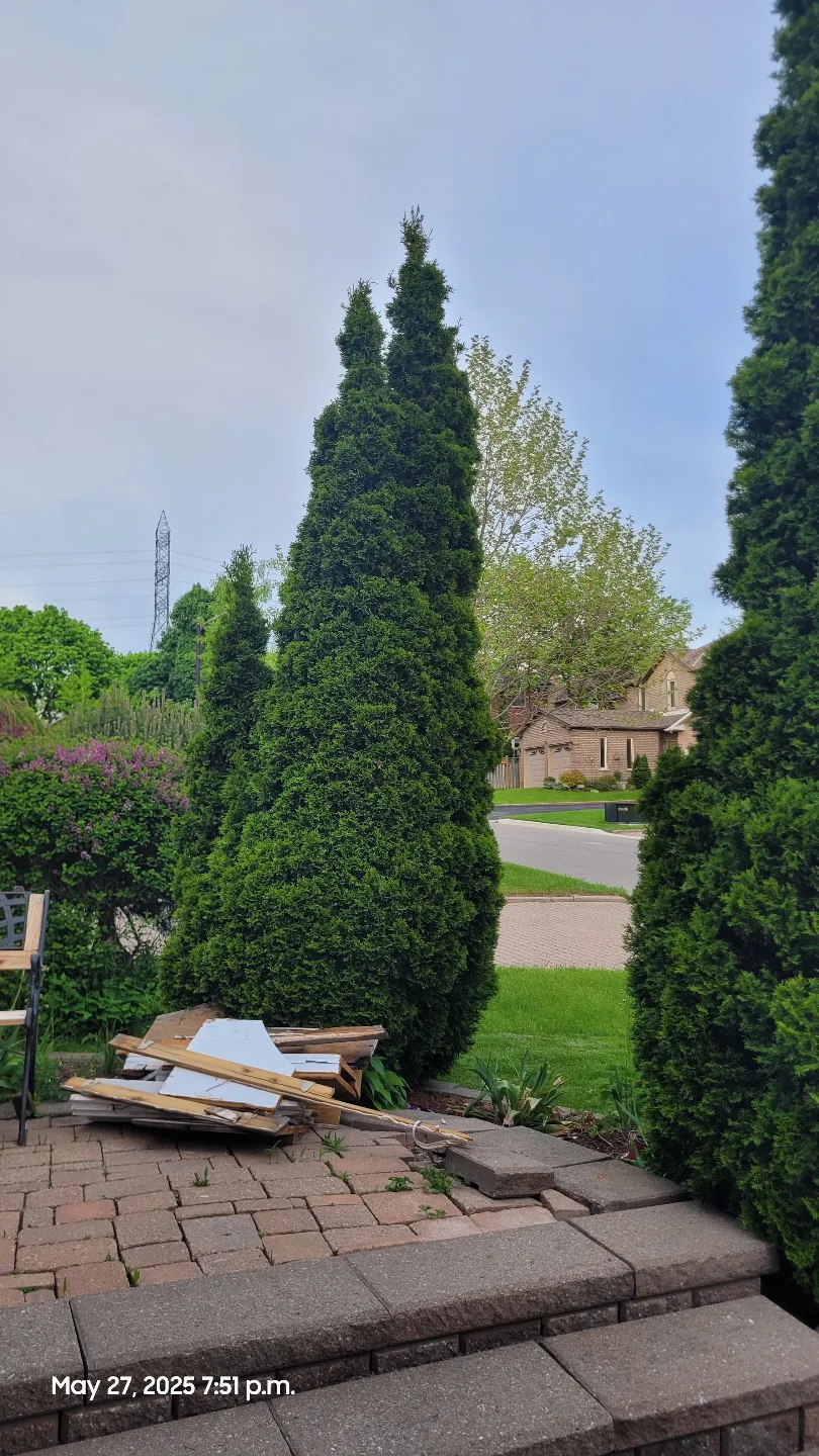 2 beautiful 12 foot Cedar Trees-150 each. image indicator(3)