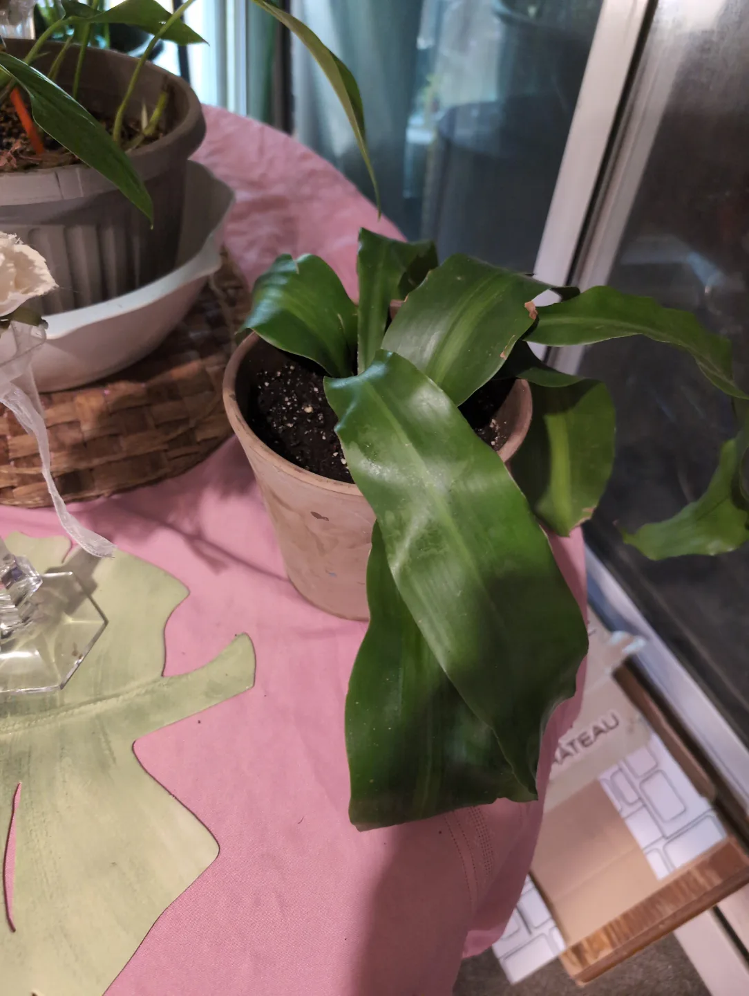 Indoor Plant in Terracotta Pot corn plant thumbnail