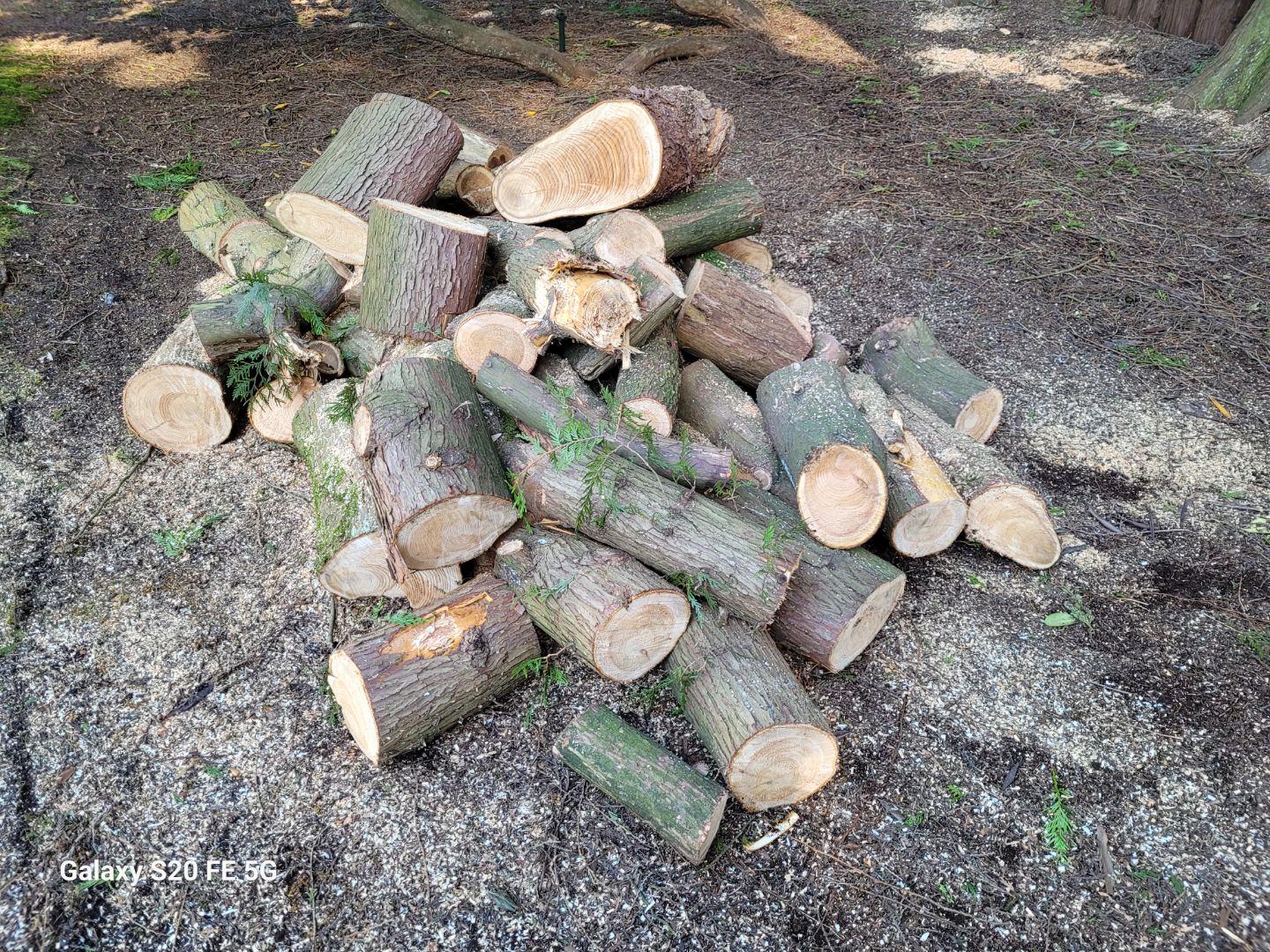 Firewood for free