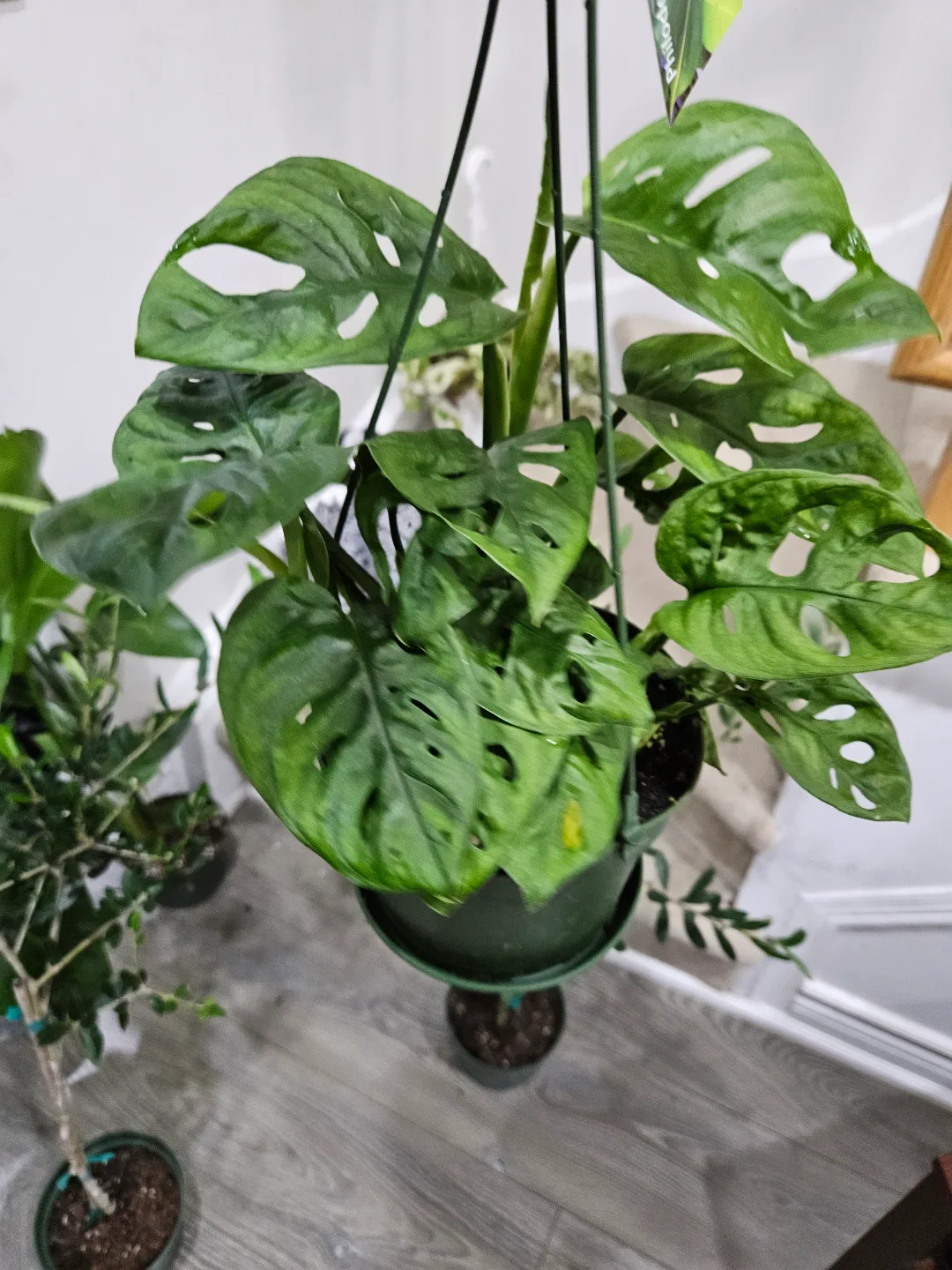 Monstera Adansonii Hanging Plant🏑 image indicator(3)