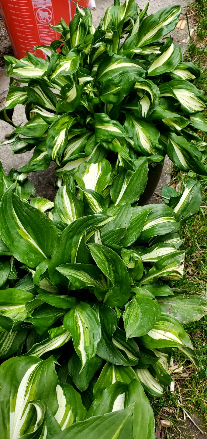 Hosta Plants -  Large, healthy plants thumbnail