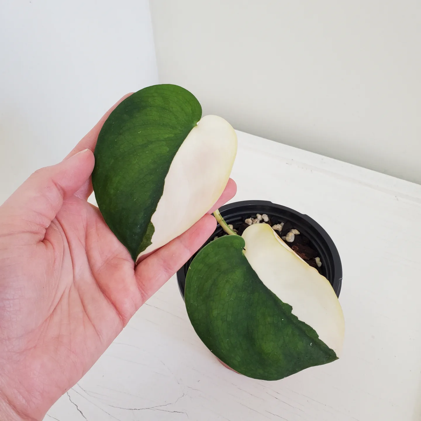 Variegated Jade satin scindapsus, 3 nodes 🧡 thumbnail