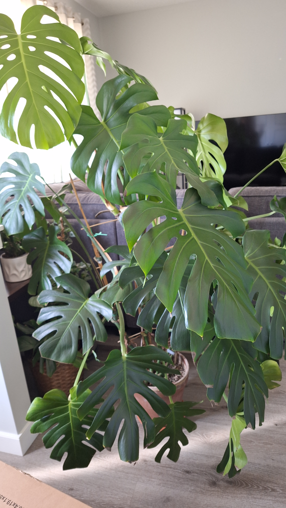 Large Monstera deliciosa plant - photo 3